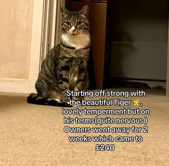 Tabby cat sitting on the floor.