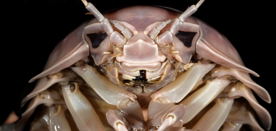 Close-up of Bathynomus vaderi, a newly discovered species of giant isopod.