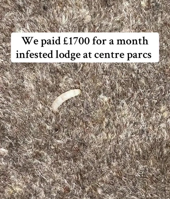 One mum took to TikTok to share her horror after discovering a 'moth infestation' in her lodge