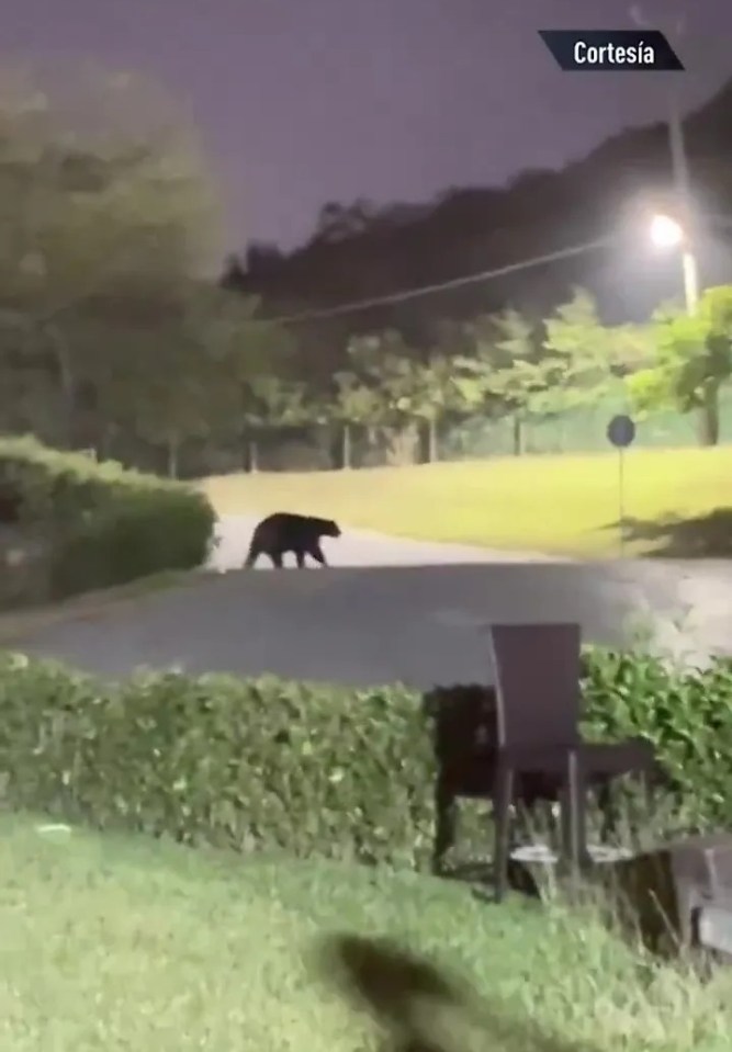 Bear walking down a residential street at night.