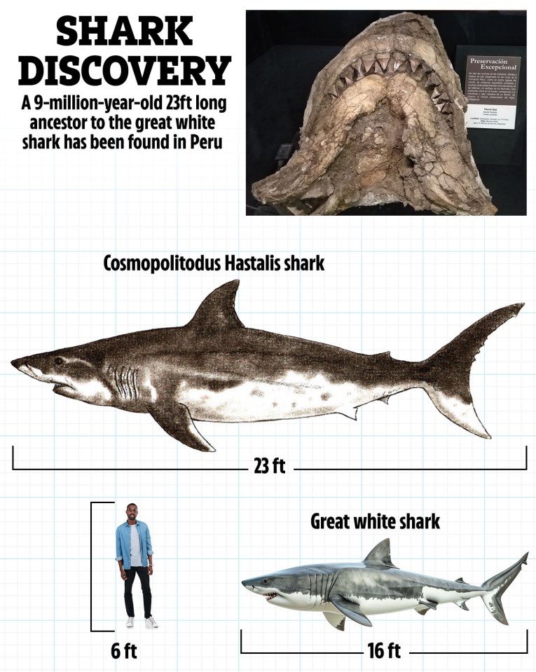 Illustration comparing a 23ft Cosmopolitodus Hastalis shark to a 16ft great white shark.