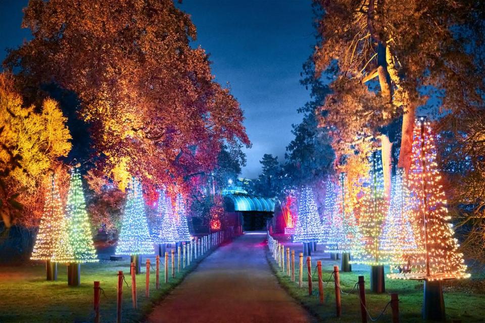 Pathway lined with illuminated trees.