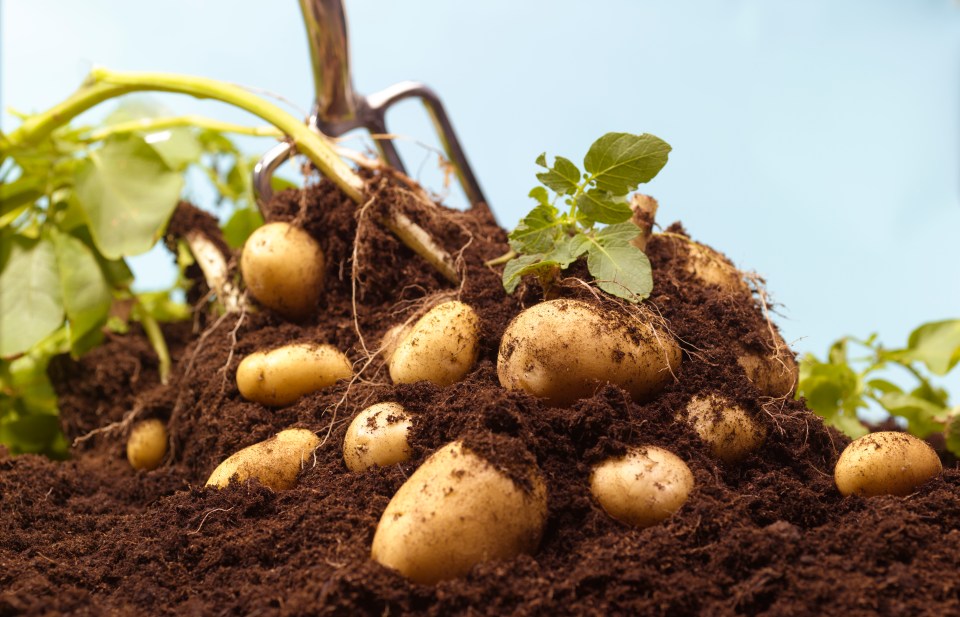 Harvested potatoes in dark soil with a gardening fork.