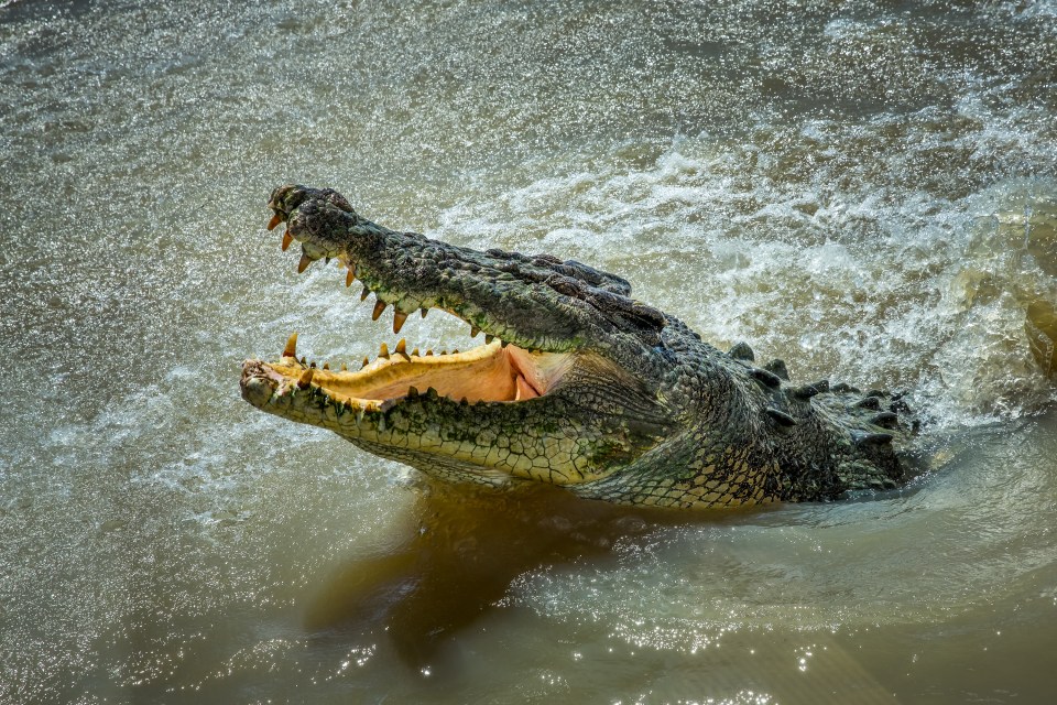 Crocodile's head and jaws emerging from the water.