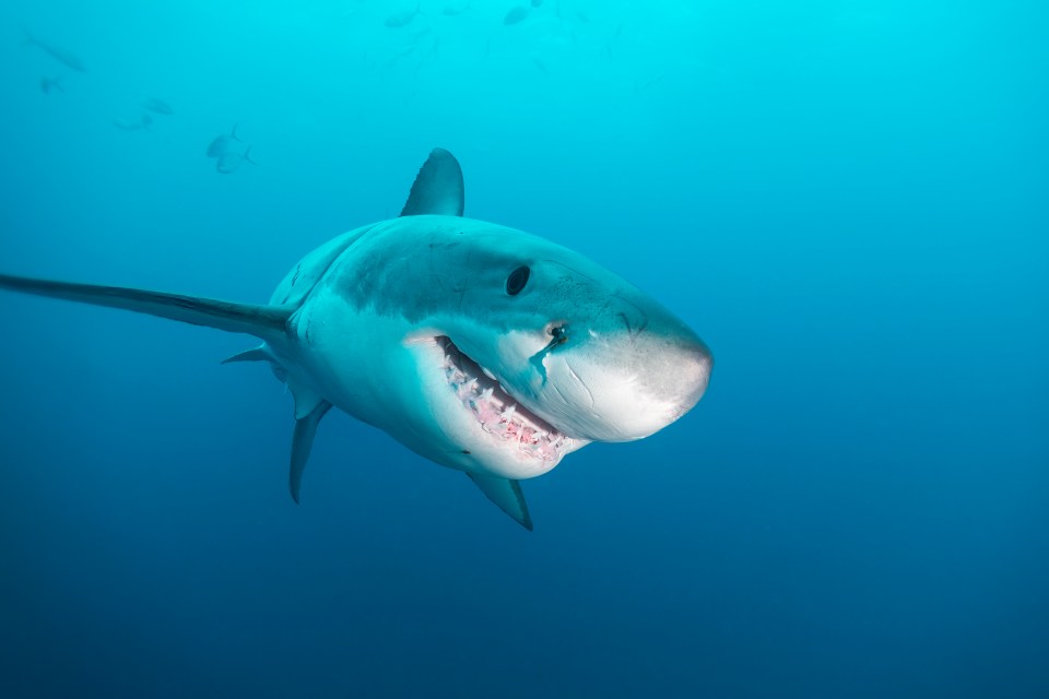 A fisherman reported seeing a great white shark in the area (file photo)