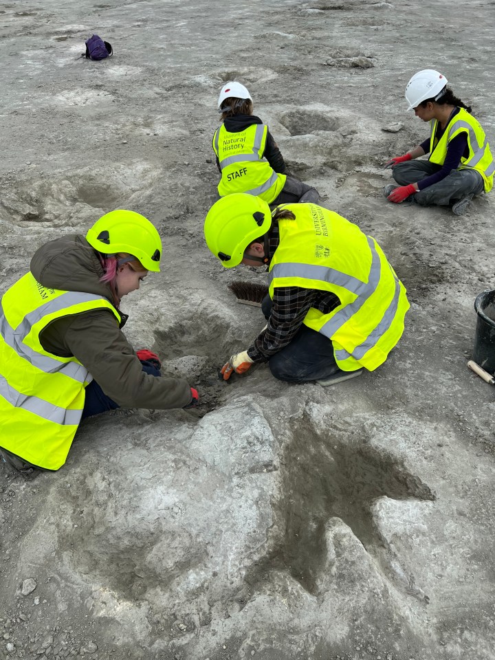 Paleontologists excavating dinosaur footprints.