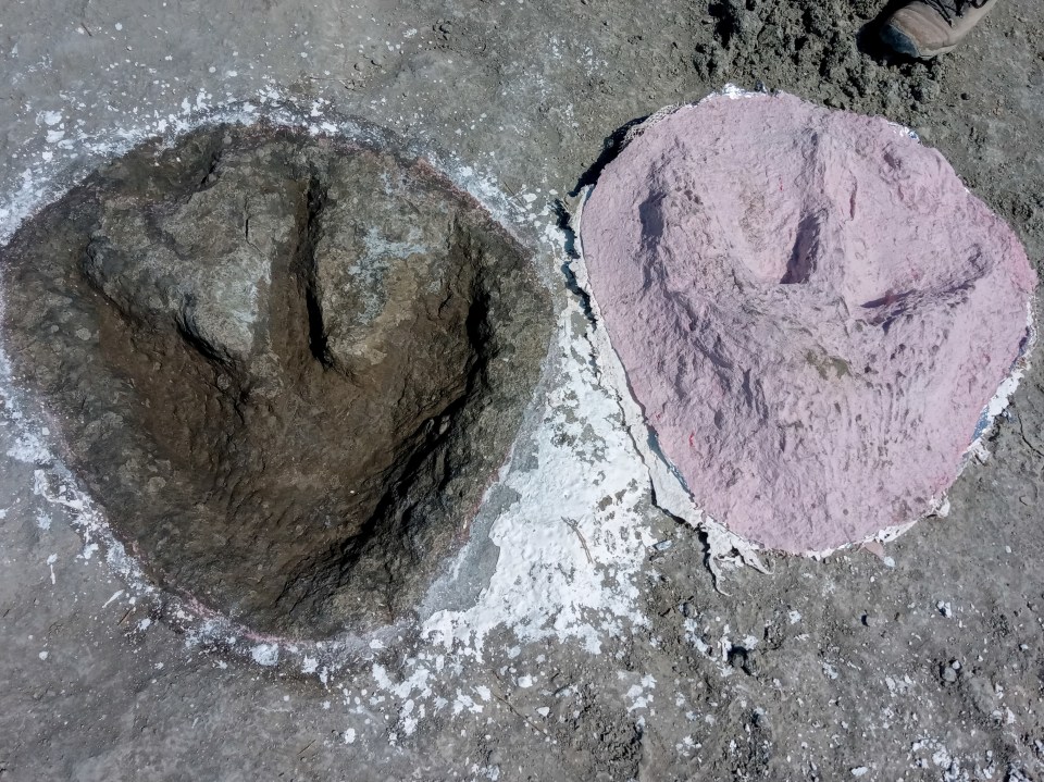 Dinosaur footprint and its cast.