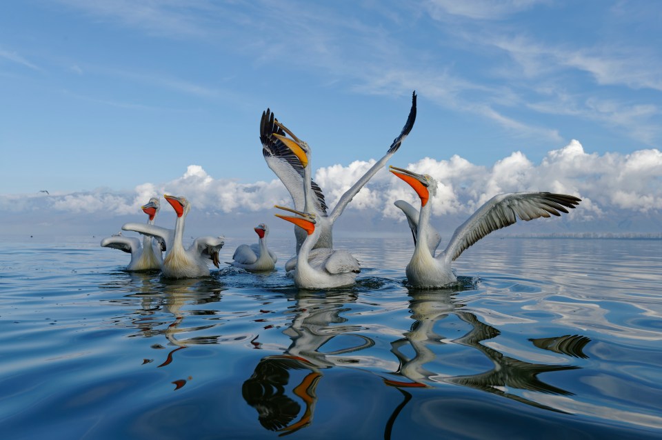 Dalmatian pelicans splashing in water.