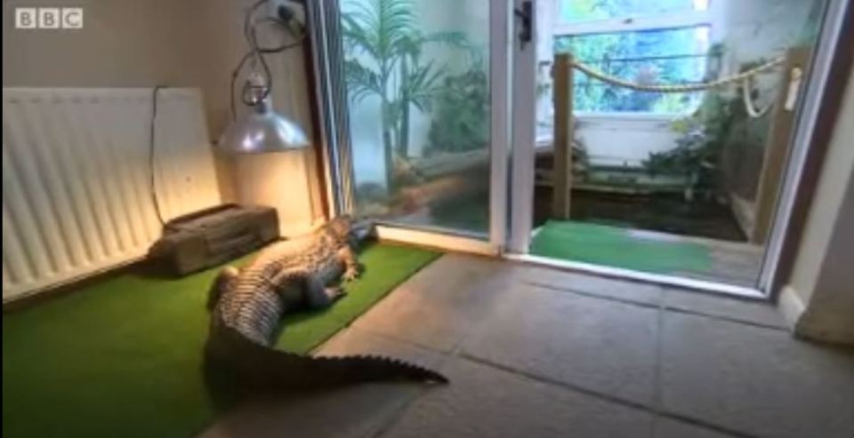 A crocodile basking under a heat lamp in an indoor enclosure.