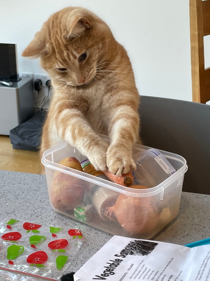 Ginger cat pawing at a carrot in a container of vegetables.