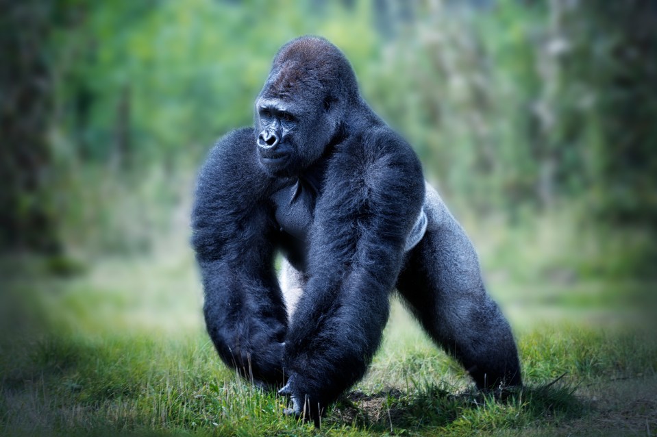 Male Western Lowland Gorilla walking in a forest.