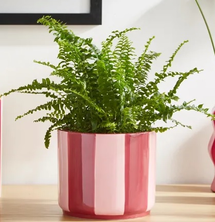 Fern in pink and red striped pot.