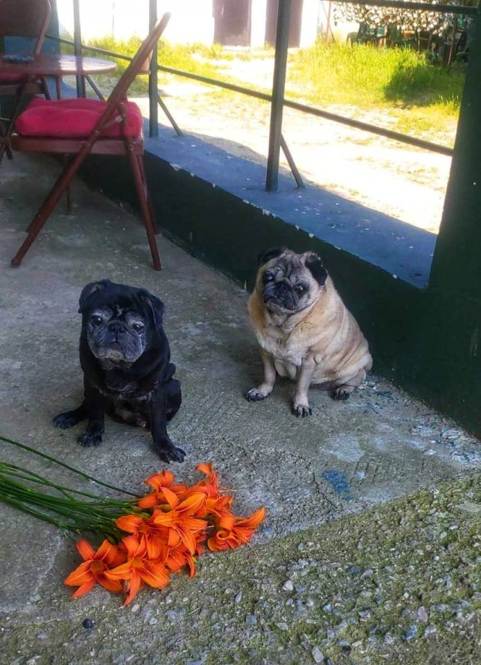 Two pugs sitting near a bouquet of orange lilies.