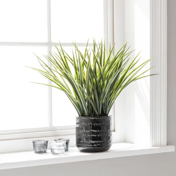 Plant in black pot on windowsill.