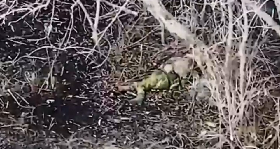 Lizard camouflaged in brush.