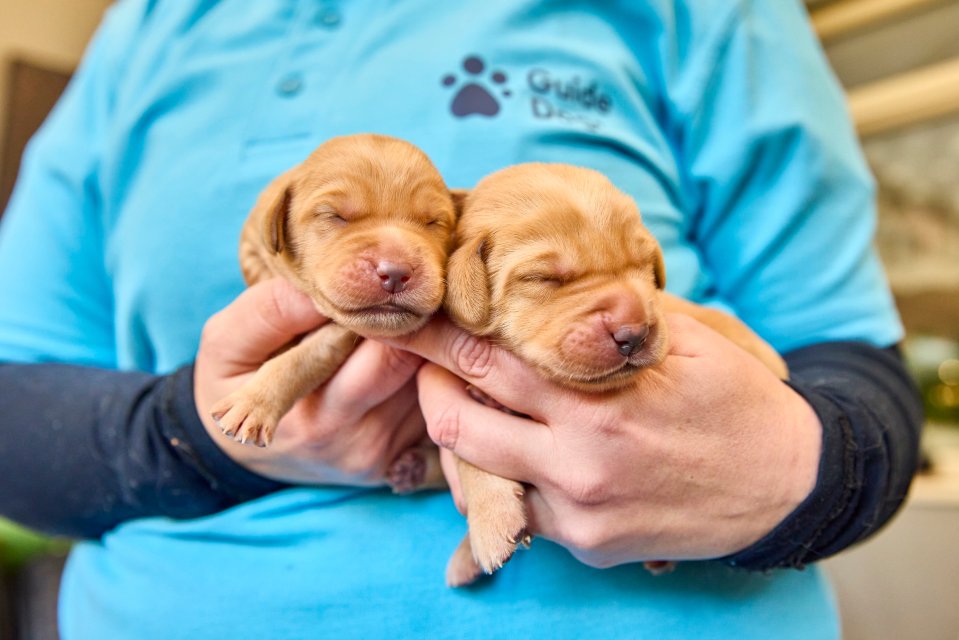 Two newborn guide dog puppies being held.