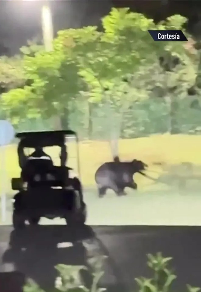 A bear running past a golf cart.