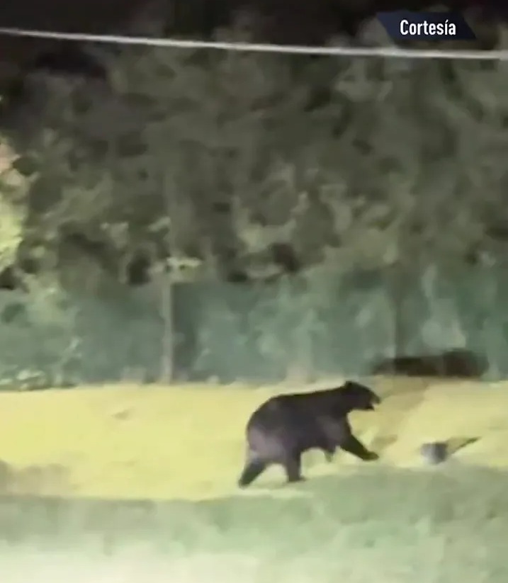 A black bear walking across a lawn at night.