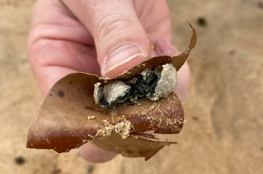 Close-up of a hand holding a piece of debris found on a beach.