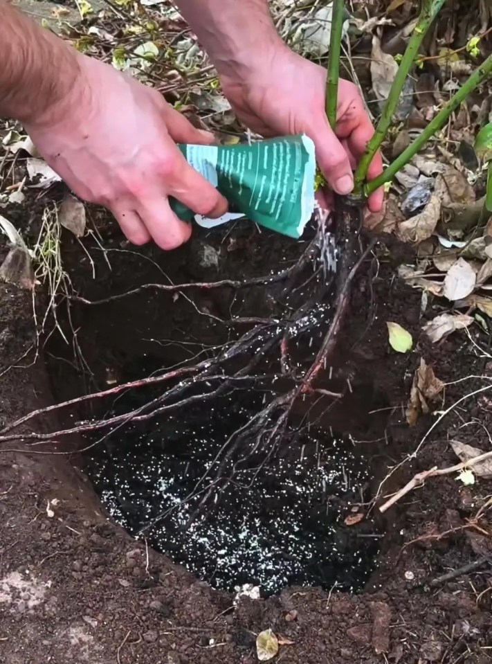 Planting shrubs and hedging.