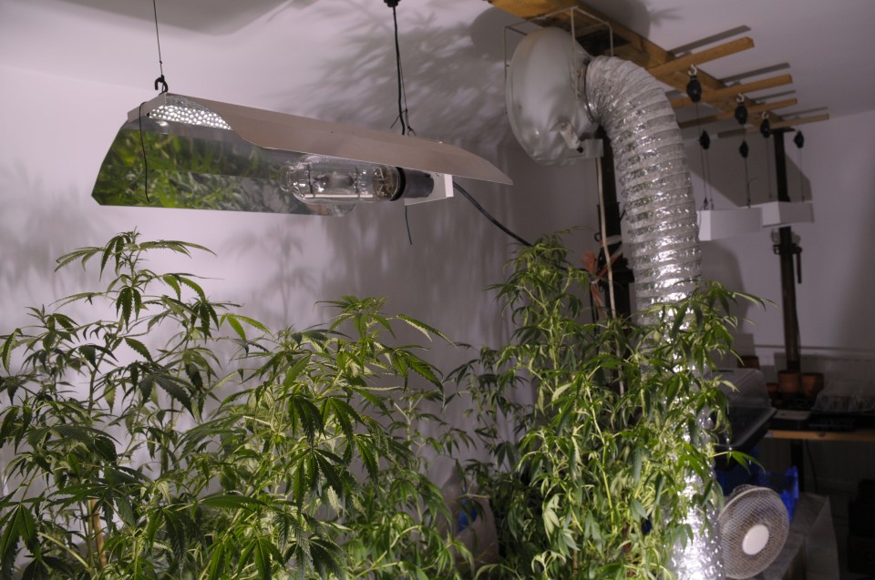 Police raids on many of the properties linked to the Albanian drugs trade, in an effort to locate the escapees, uncovered industrial-scale cannabis farms