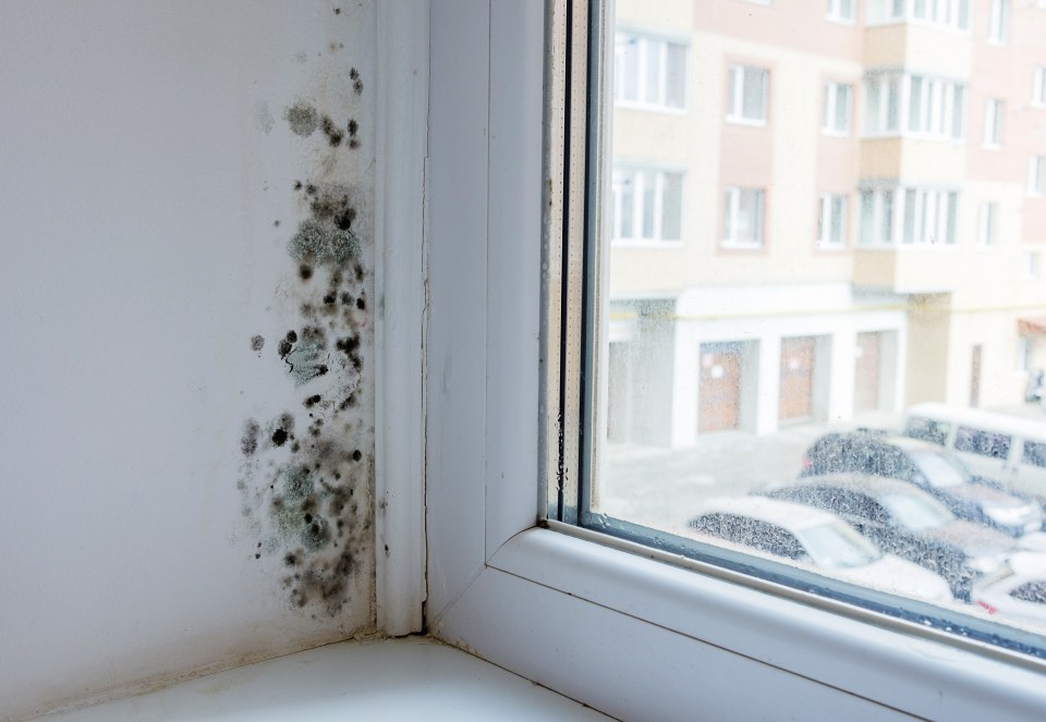 Mold growth on a wall near a window.