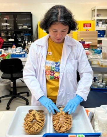 Scientist examining two giant isopods in a laboratory.