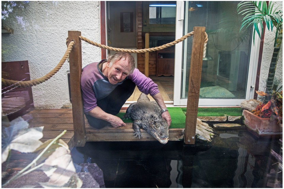 A man poses with his pet crocodile.