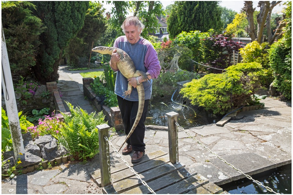 A man holding a large monitor lizard in his backyard.