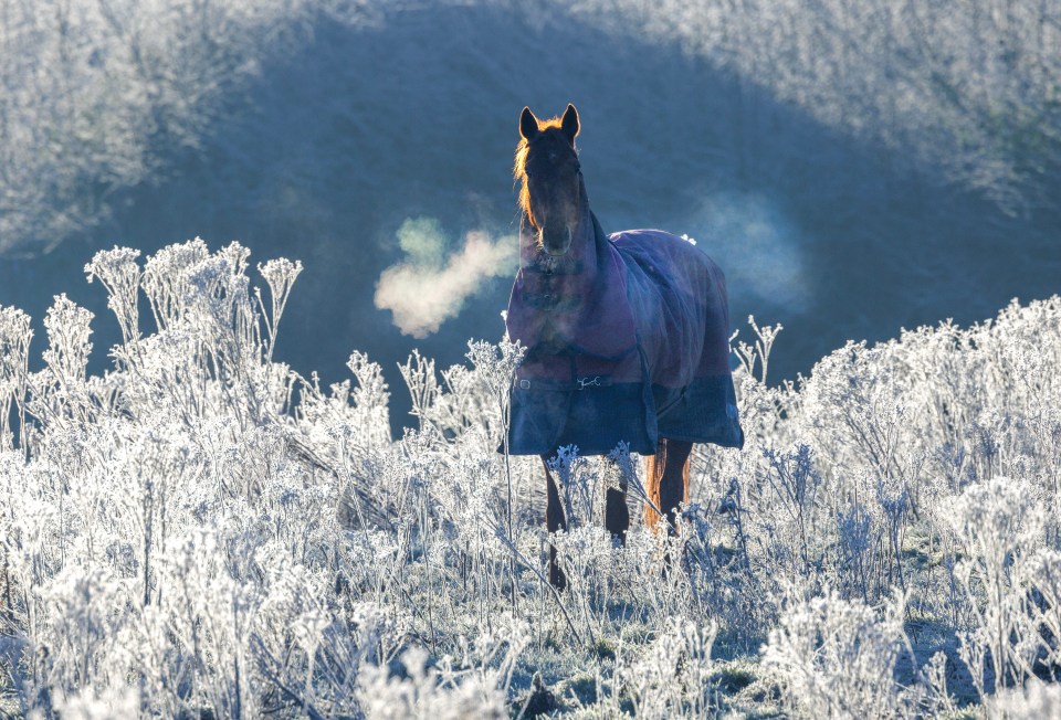 A horse in a frost-covered field in Ashe, Hampshire yesterday