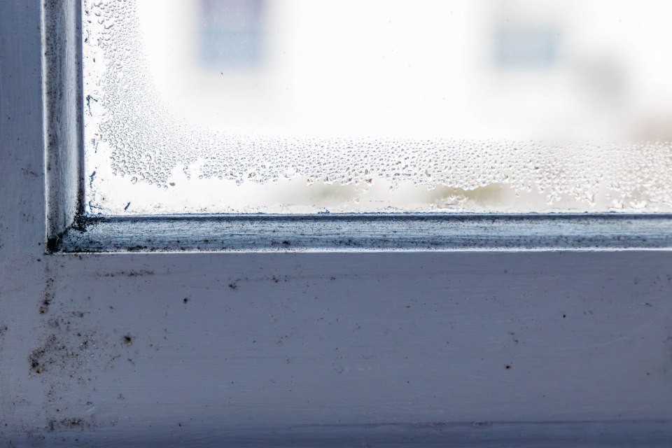 Condensation and mold on a window frame.