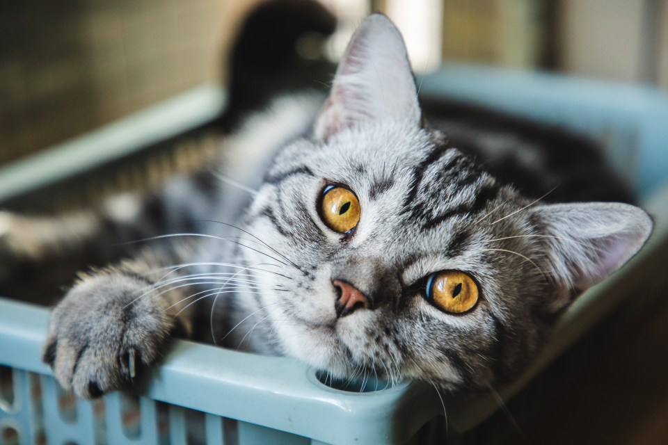 American shorthair cat napping in a basket.