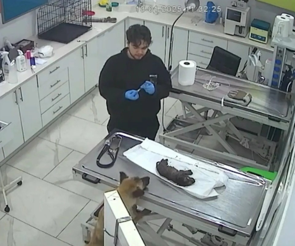 CCTV footage of a dog bringing her sick puppy to a veterinary clinic.