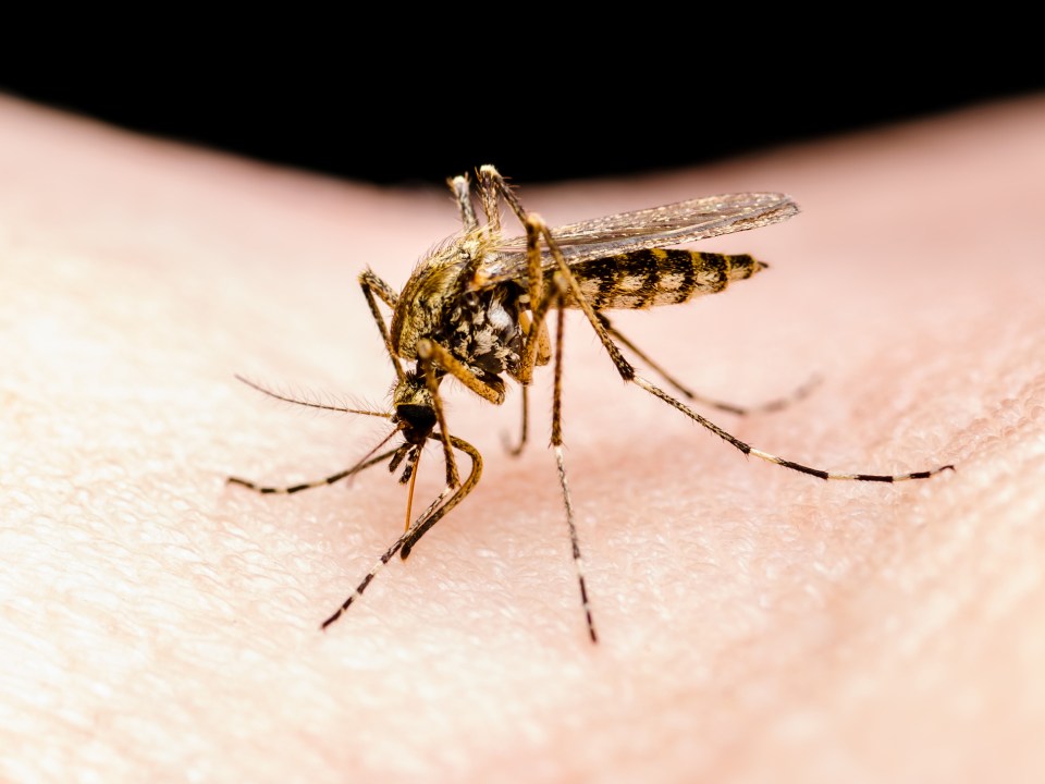 Close-up of a Zika virus-infected mosquito biting skin.