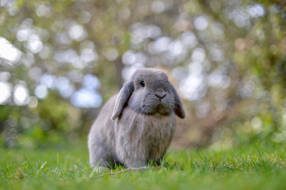 Grey dwarf lop-eared rabbit sitting in grass.