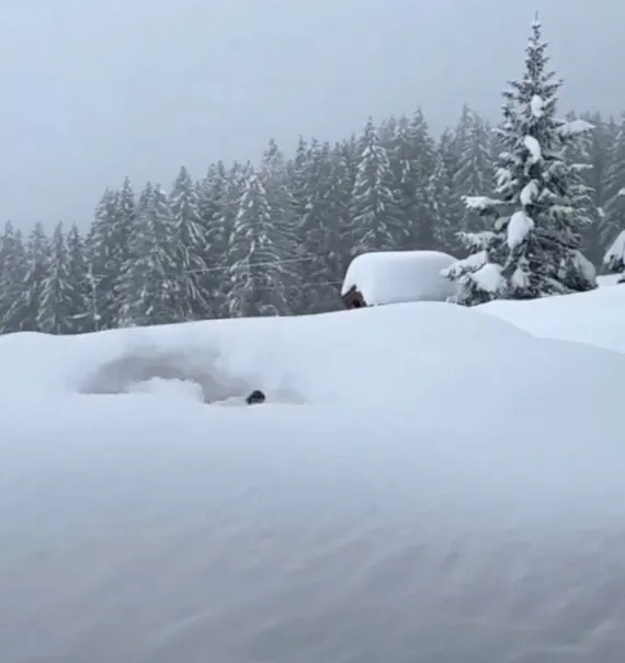 Snow-covered landscape with a house and pine trees.