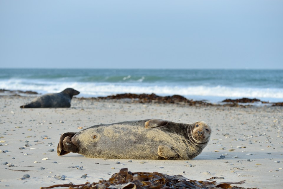 Grey Seal, Halichoerus grypus, Male, Helgoland, Dune, North Sea, Island, Schleswig Holstein, Germany