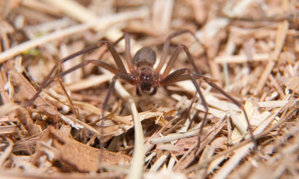 The bite can cause necrosis, or death of the skin around the site of the strike