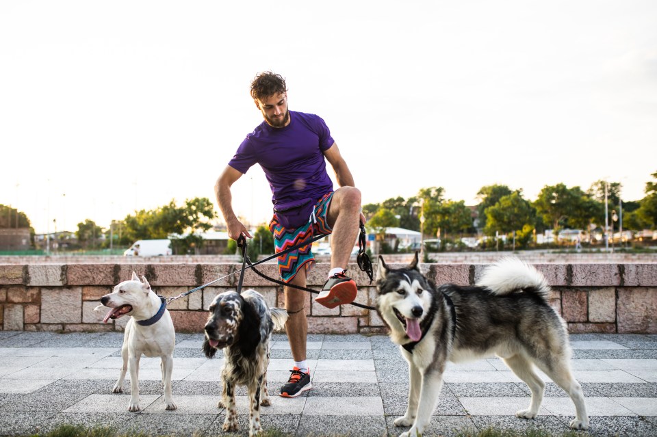 A young man tangled in leashes while walking three dogs.