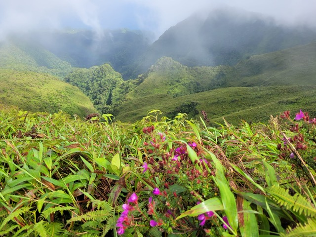 Tropical mountain landscape with purple flowers in the foreground.