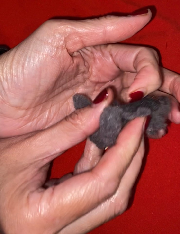 Hands holding dryer lint.