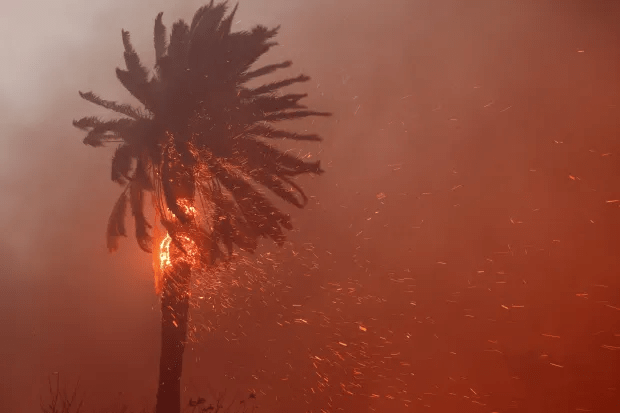 Palm tree on fire.