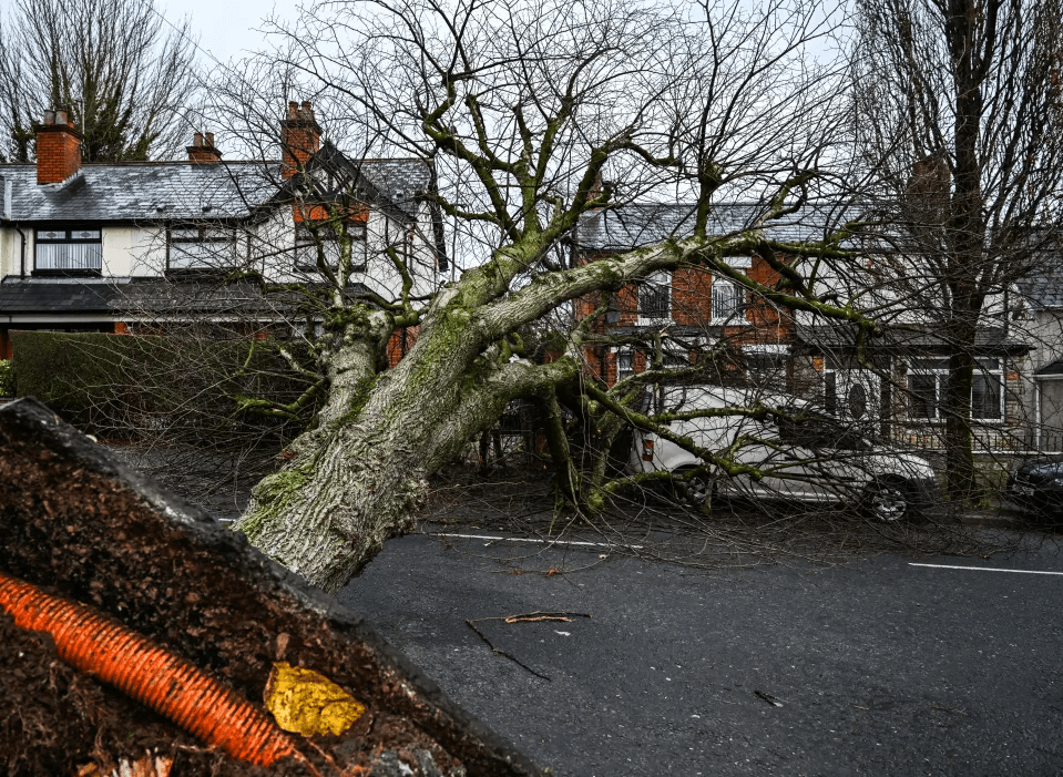 Large tree fallen across street, blocking a van.