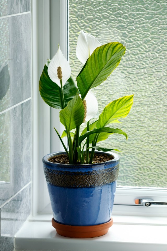 Peace Lily in blue pot on windowsill.