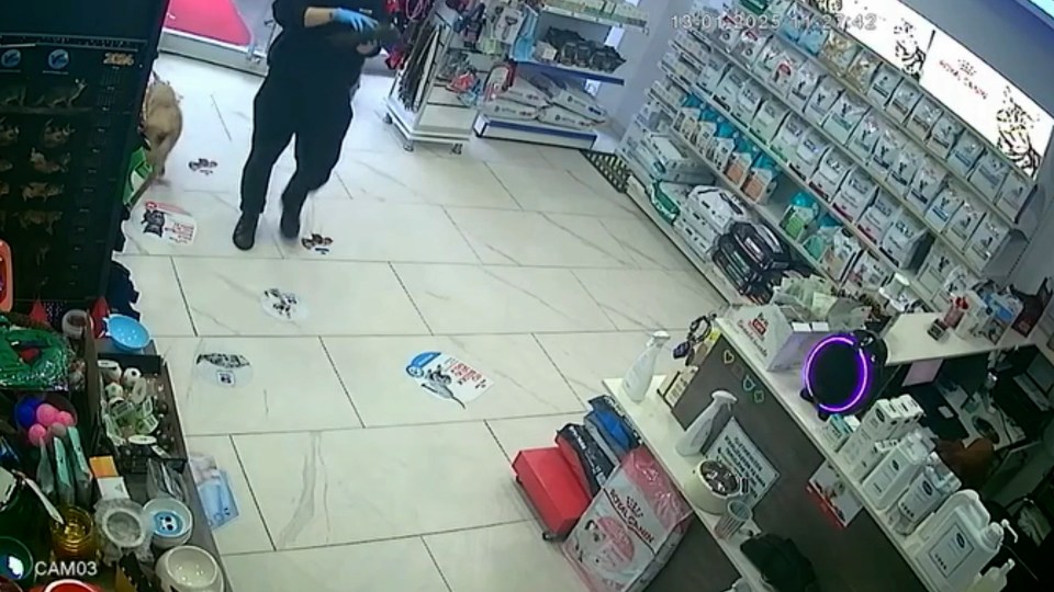 CCTV footage of veterinary technicians treating a sick puppy.