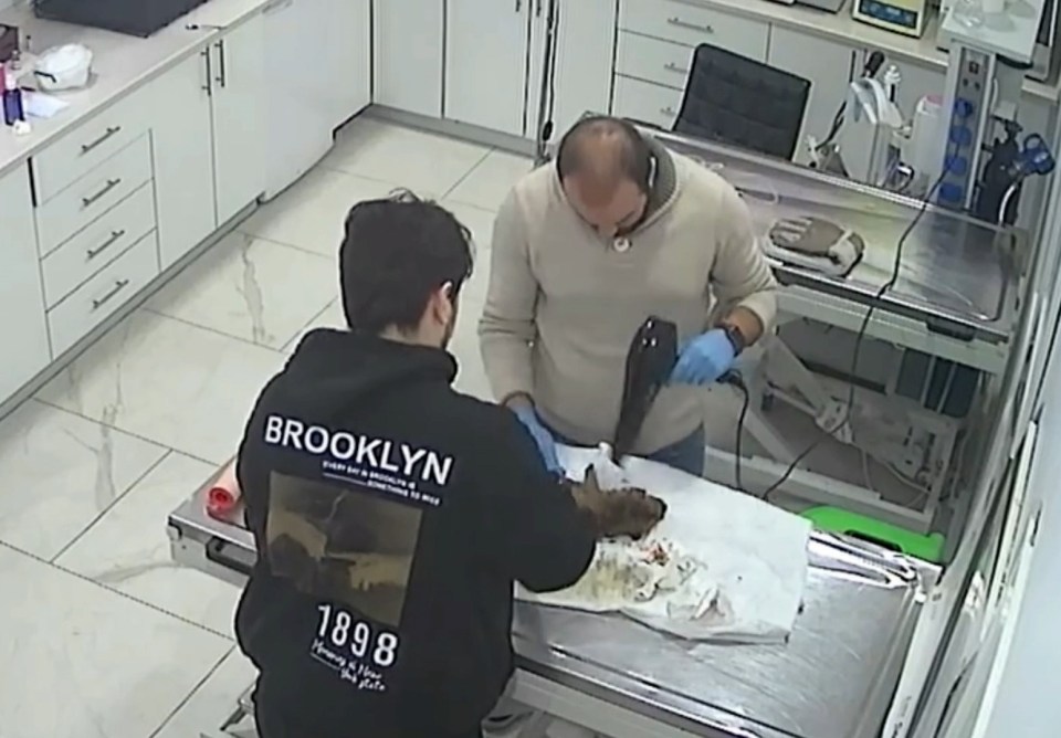 CCTV footage of veterinary technicians treating a puppy.