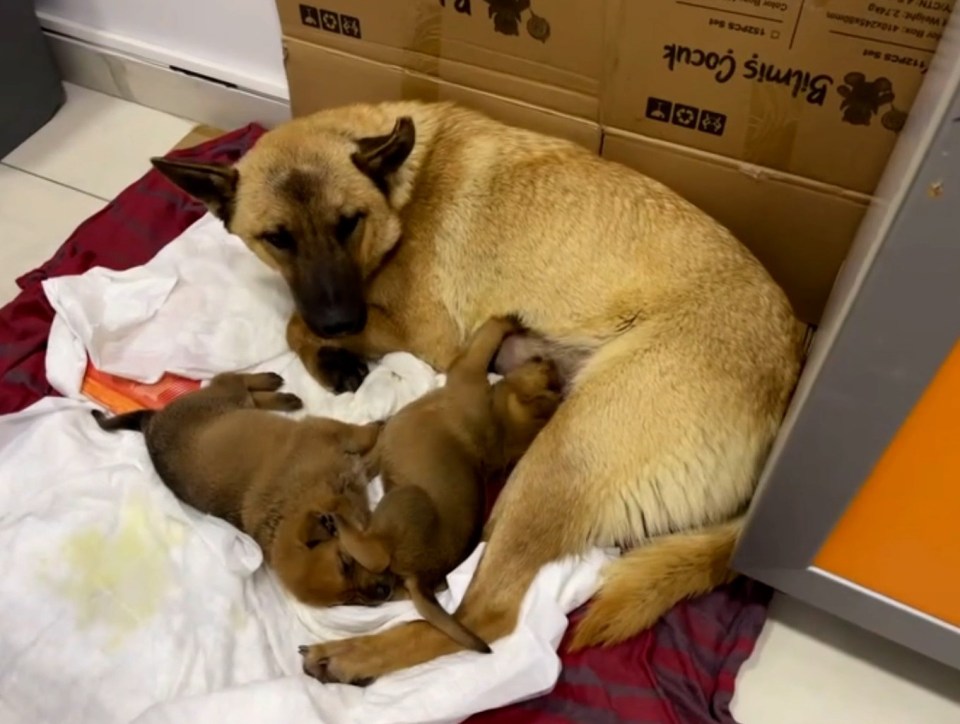 Mother dog nursing her puppies.