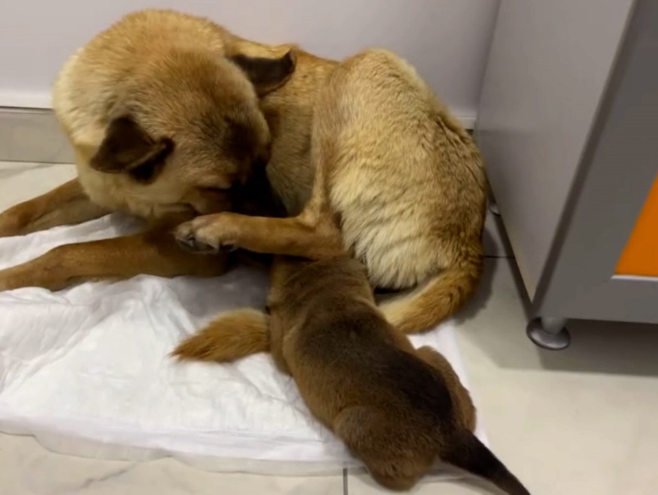 Mother dog caring for her sick puppy at a veterinary clinic.