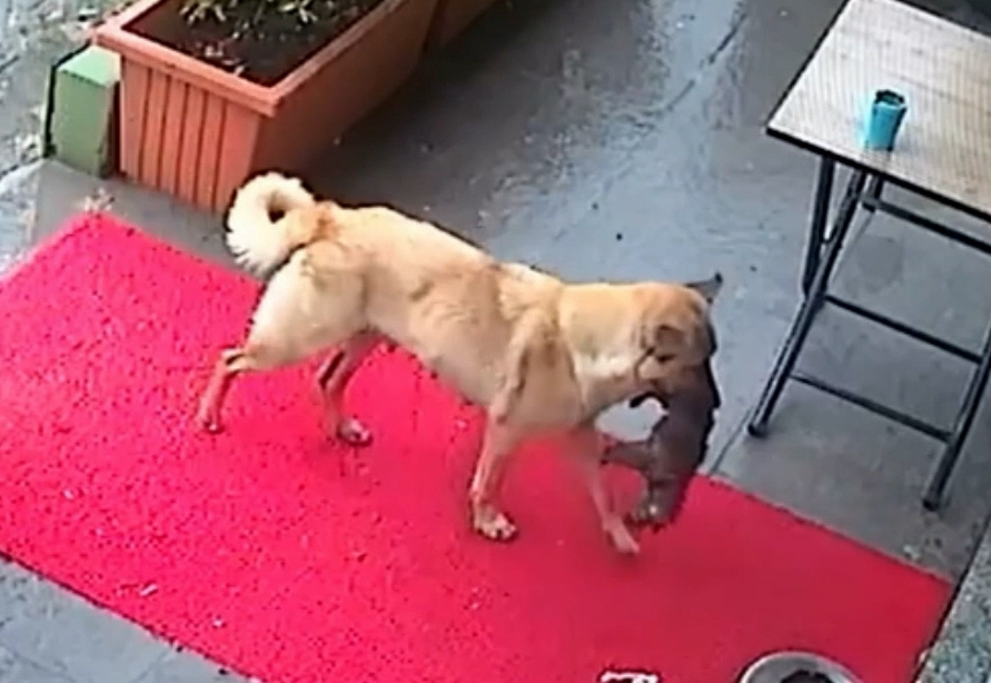 A mother dog carrying her sick puppy in her mouth to a veterinary clinic.