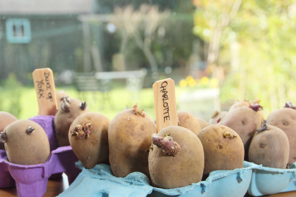 Seed potatoes sprouting in egg cartons.